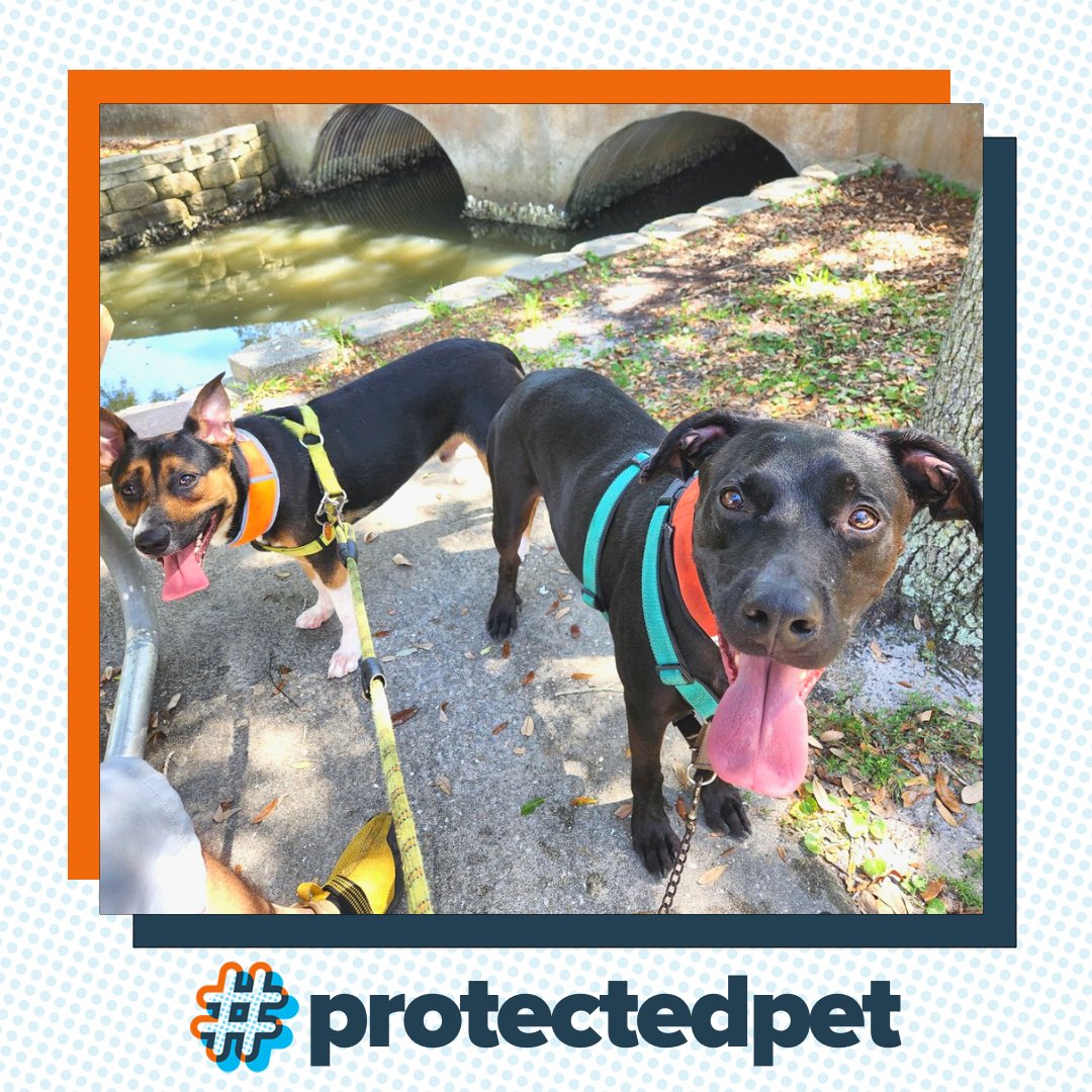 ASPCAPetIns's tweet photo. Who else is happy it's Spring? Meet Luck and Champ, two #ProtectedPets ready to hike trails and roll in fields
#PetParents #BestFriends #Dogs #PetInsurance #DogInsurance #ASPCAPetInsurance https://t.co/fIoxw5R7E4