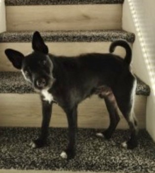 millypod1's tweet photo. PADDY HOME SAFE. THANKS FOR RT's πππΎ
π25 APR 2023 #Lost PADDY #ScanMeBlack & White Patterdale Cross Male Smallshaw Lane #AshtonUnderLyne #GreaterManchester #OL6 https://t.co/qcnMOKQ5cp https://t.co/XfdV6MdK40