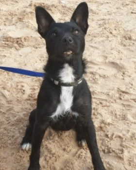 millypod1's tweet photo. PADDY HOME SAFE. THANKS FOR RT's πππΎ
π25 APR 2023 #Lost PADDY #ScanMeBlack & White Patterdale Cross Male Smallshaw Lane #AshtonUnderLyne #GreaterManchester #OL6 https://t.co/qcnMOKQ5cp https://t.co/XfdV6MdK40