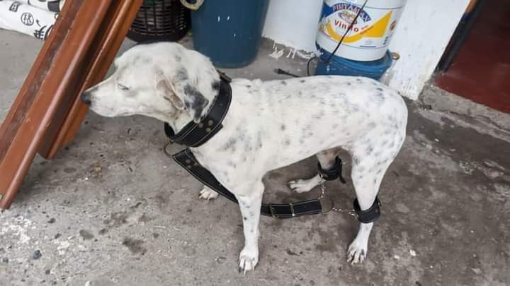 Mamá eso no era para el perro!!!, 😂