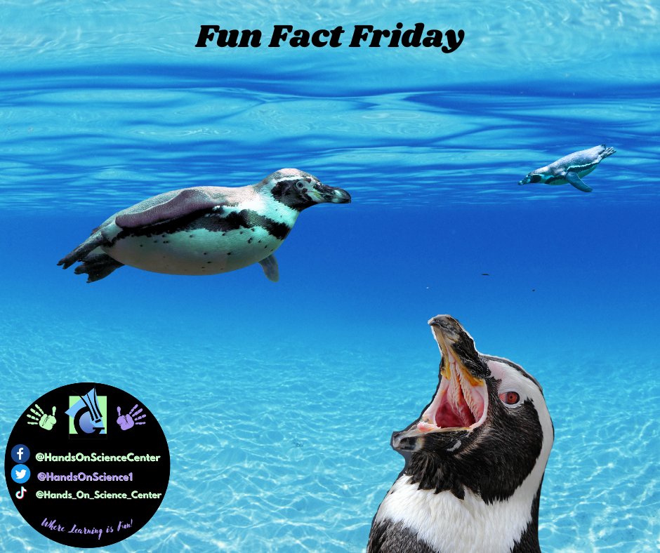 HandsOnScience1's tweet photo. #FunFactFriday

Penguins spend about 75 percent of their time in the water.
Penguins can jump up to 6 feet out of the water and use a technique called porpoising to swim faster.
When needed penguins eat snow to get freshwater, however penguins can drink salt water. https://t.co/0bIy1ex8K6