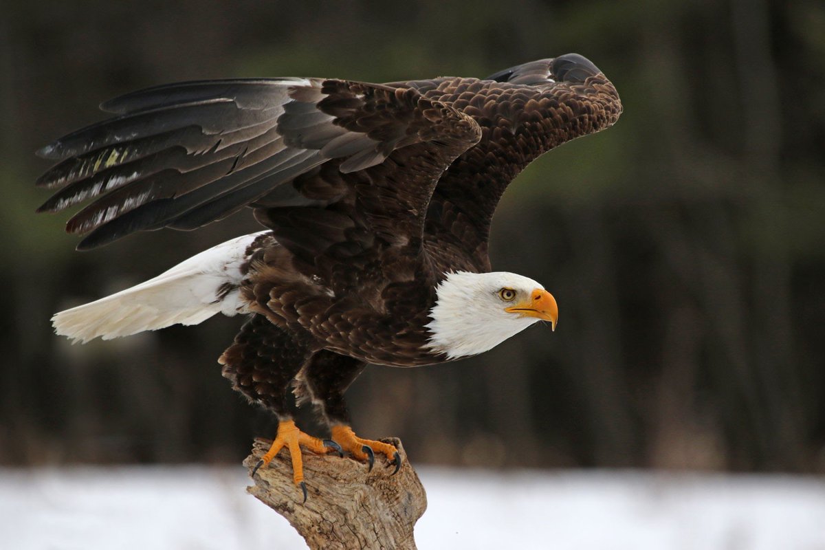CEOBiotech's tweet photo. Happy Friday!!!
#EAGLEINFLIGHT https://t.co/HnlyUW3z4M