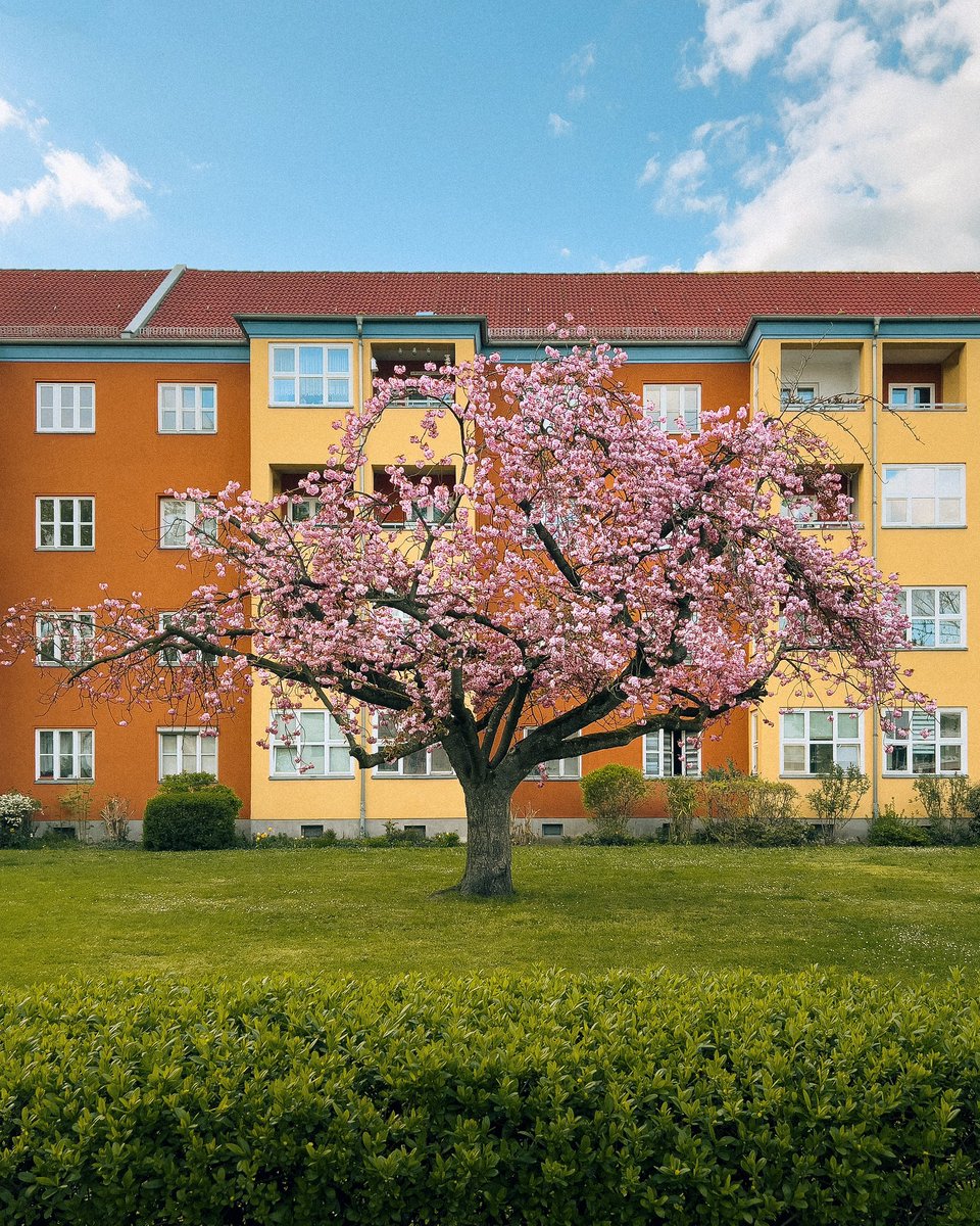 #berlinblossom #frühlingserwachen