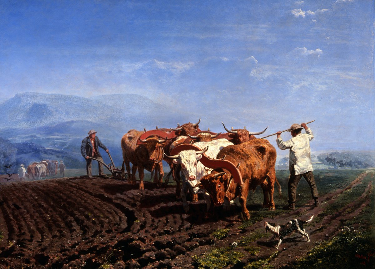 GrohmannMuseum's tweet photo. “Plowing With Oxen Teams” prepares the fields for planting by breaking up the topsoil. Germinating seeds reach the surface more easily if the soil is loose. 
These farmers  have chosen the perfect day for this task--look at that blue sky!
Painted in 1866 by William Watson. https://t.co/ybYdJkdjju