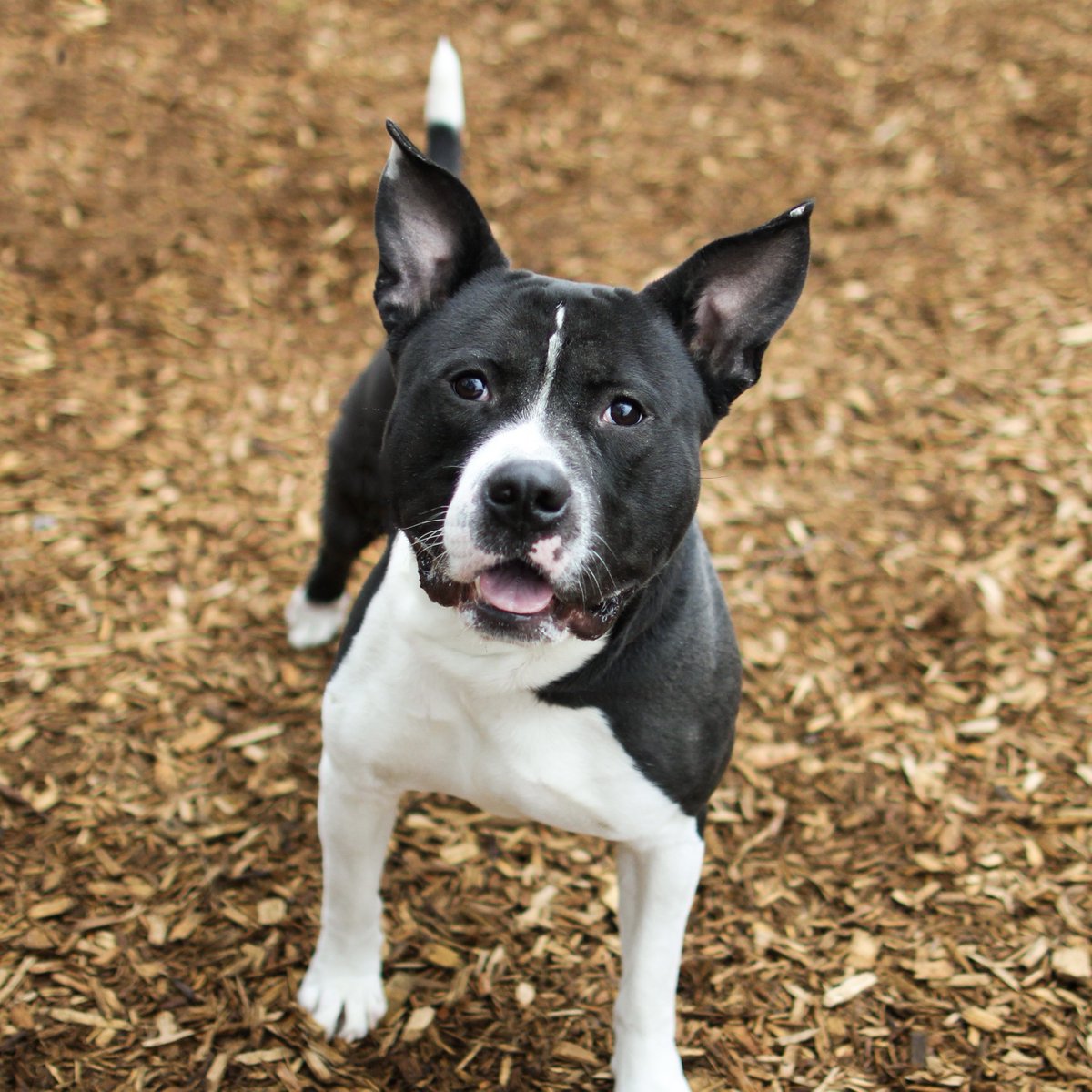 TacomaHumane's tweet photo. Meet Dice! This handsome guy is what we would like to call a "foodie." He is not particular about his food by any means, but he enjoys sampling treats in exchange for things the humans call "tricks." 

Learn more about Dice on our website:  https://t.co/AmySGWg0bn https://t.co/EuHOwPqhBW