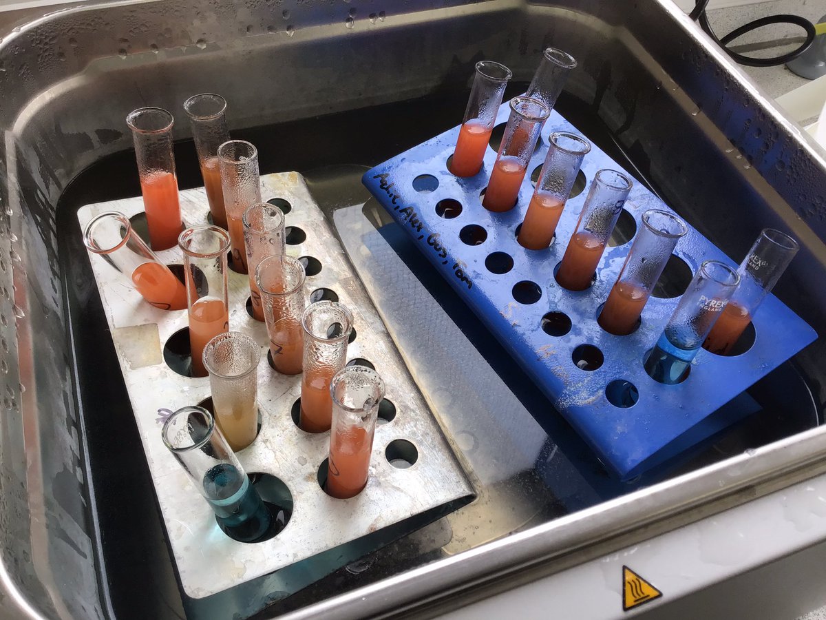 ExSchBio's tweet photo. How did time fly so fast? Our amazing U6 did their final biology practical today! 😢 Immensely proud to see the progress in their practical skills. @ExeterSchoolUK #requiredpractials #education #scienceteacher @chatbiology https://t.co/kfUbcbdHny