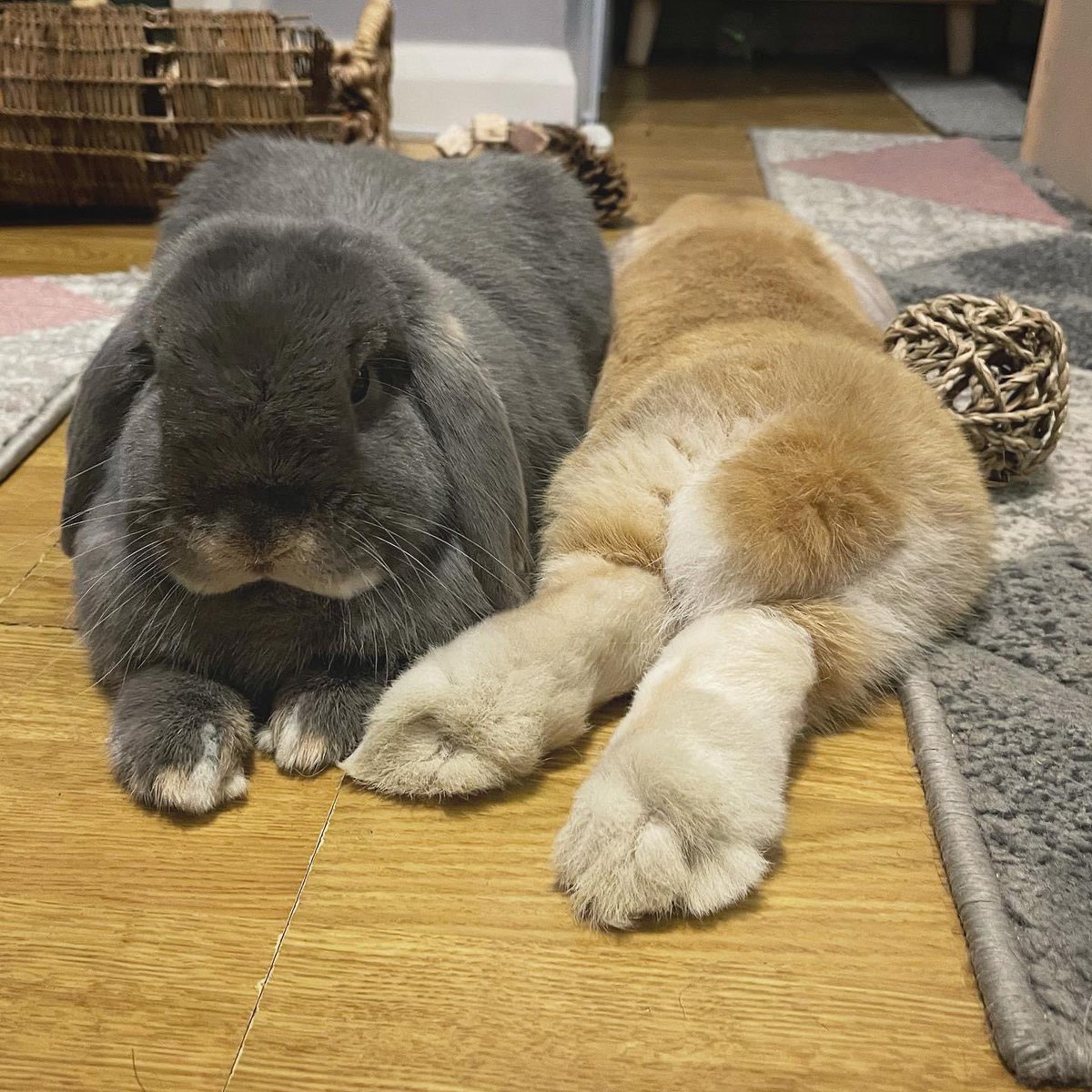 Happy #BunnyButtFriday! 🐰🐰

📸 Instagram: my.little.minilops