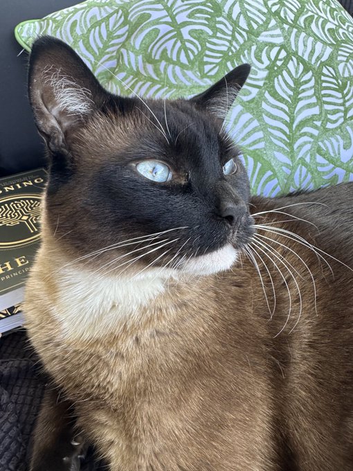 The world will never understand how gorgeous this cat is https://t.co/AxFzK4dznj