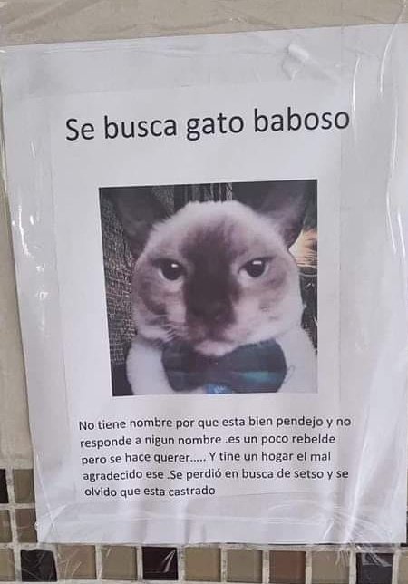 Lubii8's tweet photo. Jaja Toño y sus ocurrencias https://t.co/oMfxIPitRP