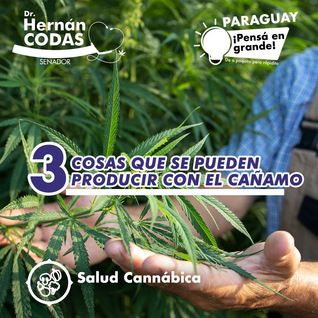 CodasHernan's tweet photo. ¿Sabías que se puede hacer papel de cañamo? 😯🌱

Son múltiples las utilidades del cáñamo que pueden generar ingresos económicos para las familias trabajadoras.
#CodasSenador #ElCambioYaLlega https://t.co/wawNcp5M52