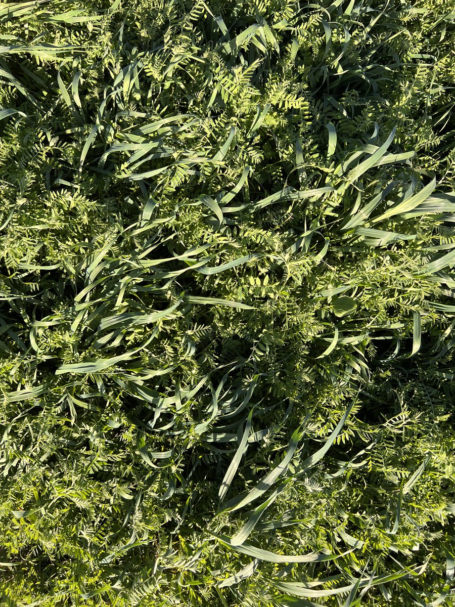 PecoAz's tweet photo. Cómo le gusta a la avena acompañar a la #vicia … 💞 #servicecrops #covercrops @CS_Divulgacion @TandiliaReg #Highlands #Chillar https://t.co/62wwugcrCg