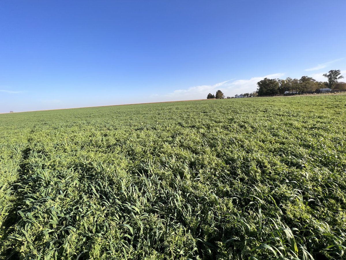 PecoAz's tweet photo. Cómo le gusta a la avena acompañar a la #vicia … 💞 #servicecrops #covercrops @CS_Divulgacion @TandiliaReg #Highlands #Chillar https://t.co/62wwugcrCg