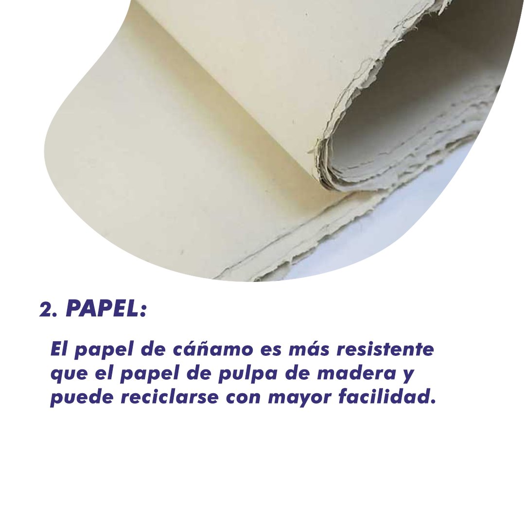 CodasHernan's tweet photo. ¿Sabías que se puede hacer papel de cañamo? 😯🌱

Son múltiples las utilidades del cáñamo que pueden generar ingresos económicos para las familias trabajadoras.
#CodasSenador #ElCambioYaLlega https://t.co/wawNcp5M52