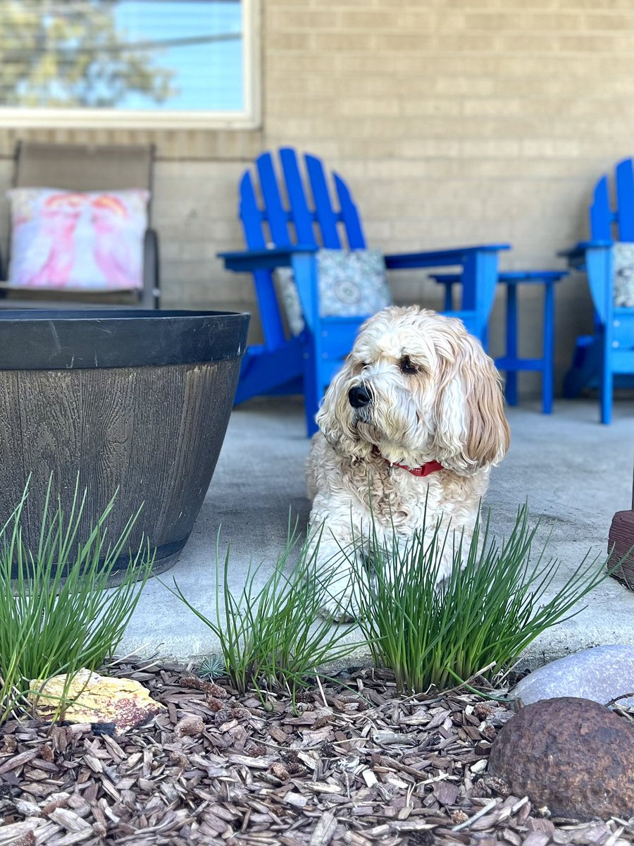 Happy 8th birthday to Wrigley! 🥳 🎉 🐾
