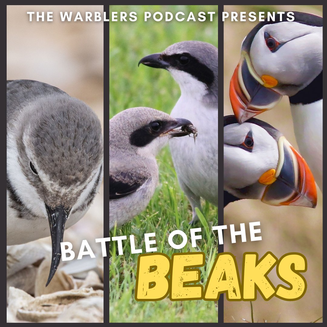 Birds Canada tweet media