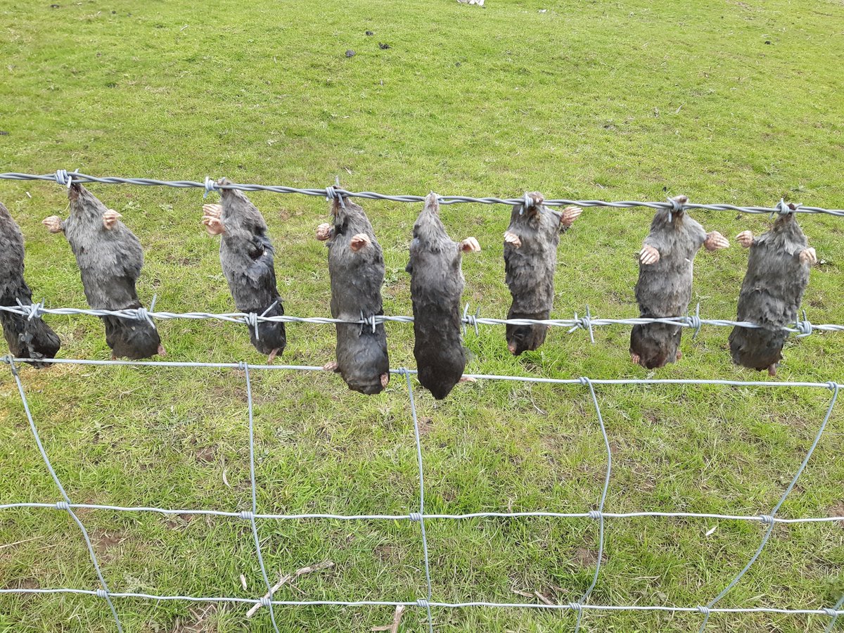 TimWeller20's tweet image. Prized and paraded for tourists to admire - courtesy of Cumbrian farmers.
There were 32 of them all lined up so neatly like Roman crucifixions along the side of the road! But this was on the side of an important circular footpath well promoted in a walk leaflet.