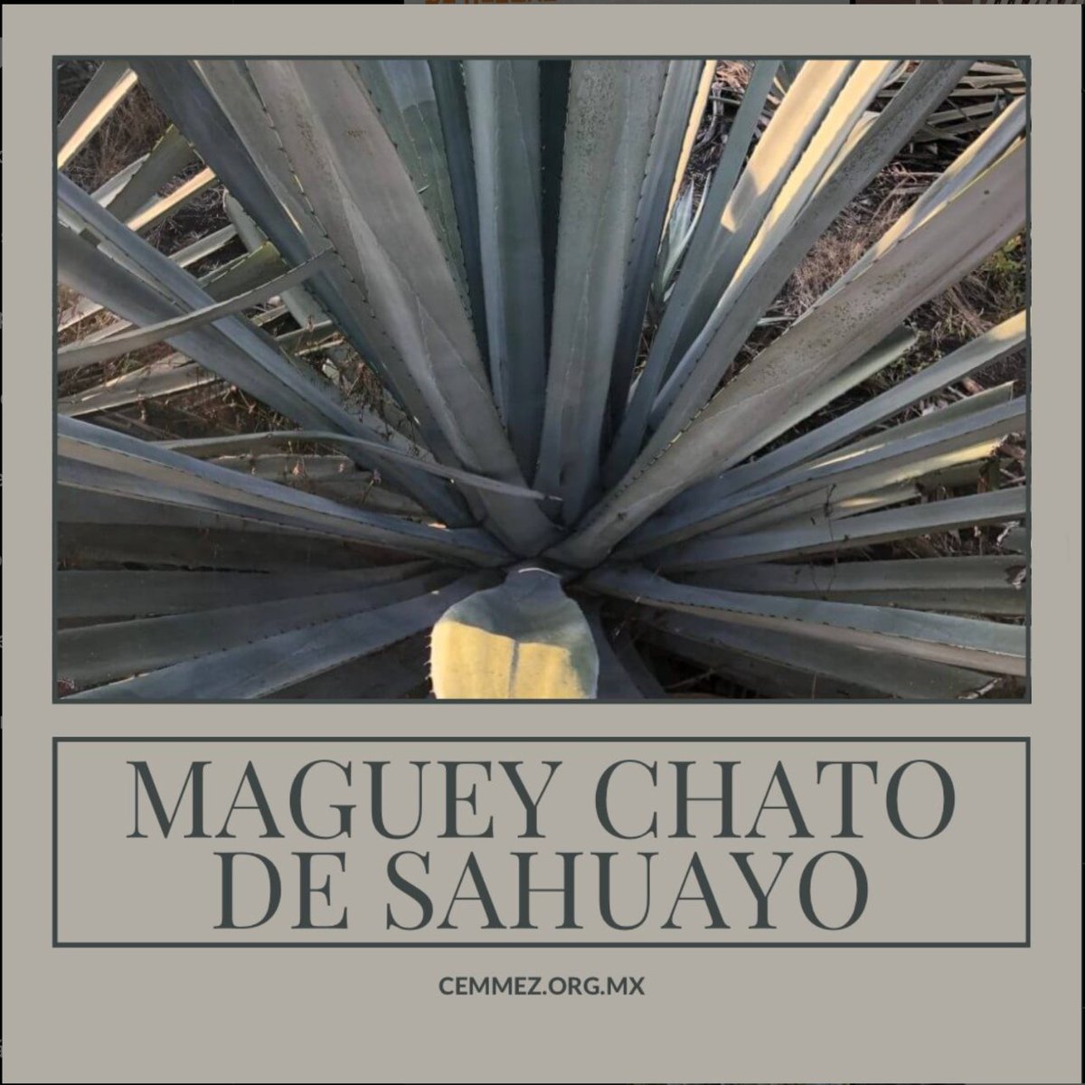 Cemmez_'s tweet photo. ¿Qué marcas de mezcal de Michoacán, nos recomiendan?

#mezcal #maguey #agave #culturadelmezcal #destiladosmexicanos #cemmez https://t.co/heYikj9rS7