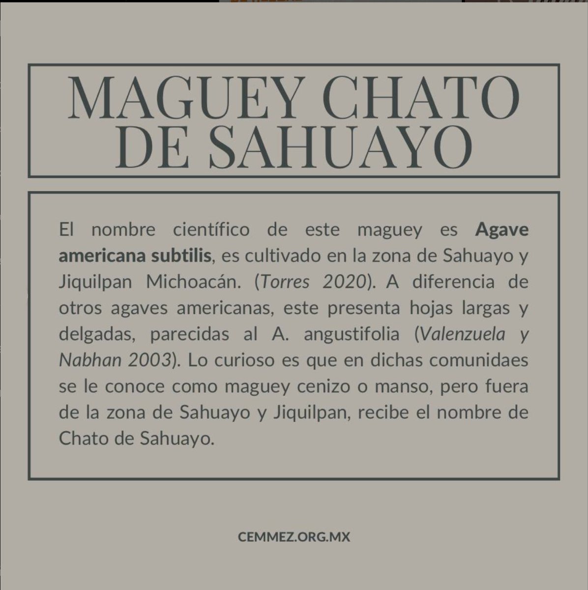 Cemmez_'s tweet photo. ¿Qué marcas de mezcal de Michoacán, nos recomiendan?

#mezcal #maguey #agave #culturadelmezcal #destiladosmexicanos #cemmez https://t.co/heYikj9rS7