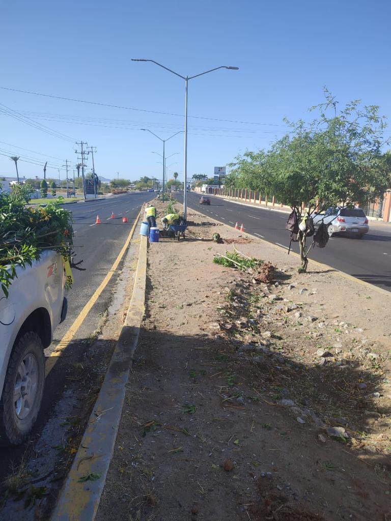 Sobre el Blvd Enrique Mazón se está generando esta tala y destruccion, a que se debe y si está autorizado por @CIDUE_HMO <a href="/pichonpavlovich/">Sergio Pavlovich</a> ?