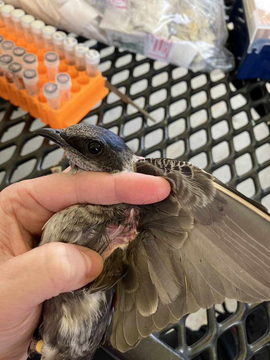 SA_Gaspar_'s tweet image. Hello there! 💜 #purplemartins, #birdbanding, #WildSymbiosesLab