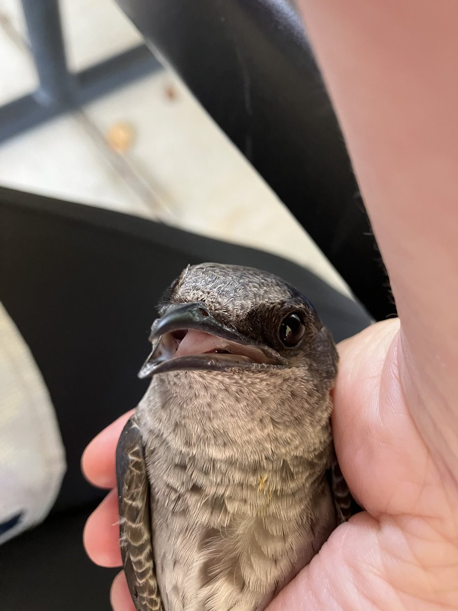 SA_Gaspar_'s tweet image. Hello there! 💜 #purplemartins, #birdbanding, #WildSymbiosesLab