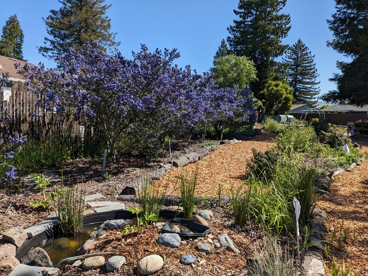 GardenEdSandra's tweet photo. Our California lilacs/Ceanothus are in bloom and full of happily buzzing bees.
#UELFGarden @LundeChristina @UELFSEAWOLVES1 @UELF_PTA @Proud2BeCRPUSD @sanctuaries @WholeKidsFnd @schoolgardens @xercessociety @LagunaFnd @SSUCEI @RohnertParkCity https://t.co/YXrDGevbXM