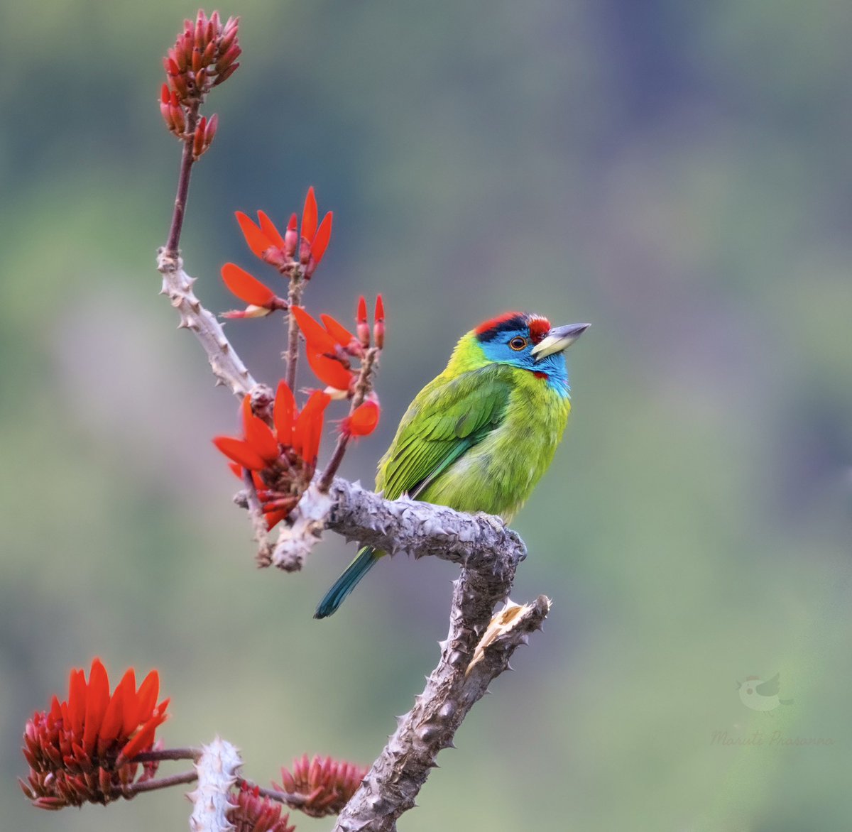 Blue throated Barbet   - Read the threaded tweet

#IndiAves #BirdsSeenIn2023 #BirdTwitter #natureTwitter #TwitterNatureCommunity  #TwitterNaturePhotography @ParveenKaswan @SanctuaryAsia @NatGeoIndia #ThePhotoHour @RandeepHooda @rickztoor