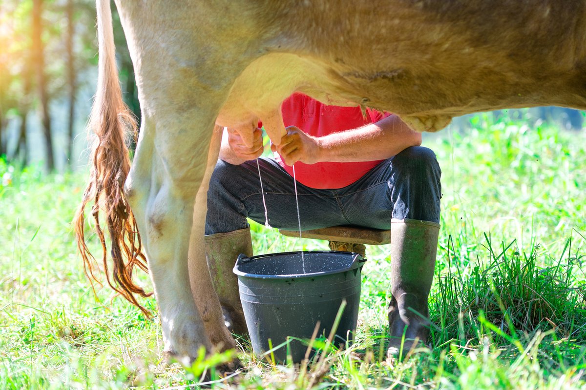 CIDRAP's tweet photo. Raw milk tied to Shiga toxin-producing E coli cases in Tennessee infants

Both infants were sick in the summer of 2022, and their households had received raw milk from the same cow-sharing arrangement.

https://t.co/BF2wsB0Lmz https://t.co/lfdTybwjJ7
