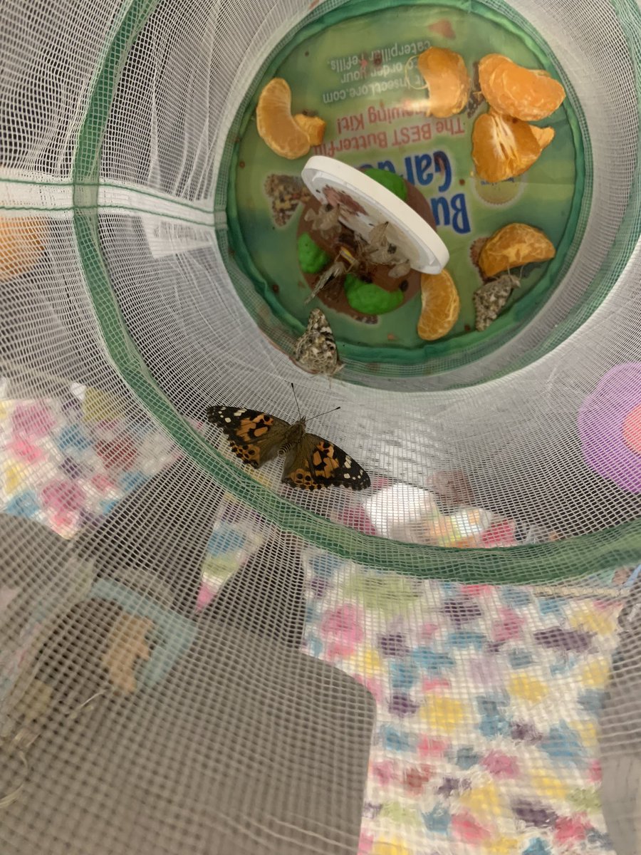 julharr_'s tweet photo. We wrapped up TNReady week by releasing our baby butterflies and lady bugs outside! We sure have enjoyed watching them grow the past few weeks and learning all about them!π₯°ππ¦π #PollinationTime #SharpSecondGraders @WBESbears https://t.co/kMxCJ4wY5h