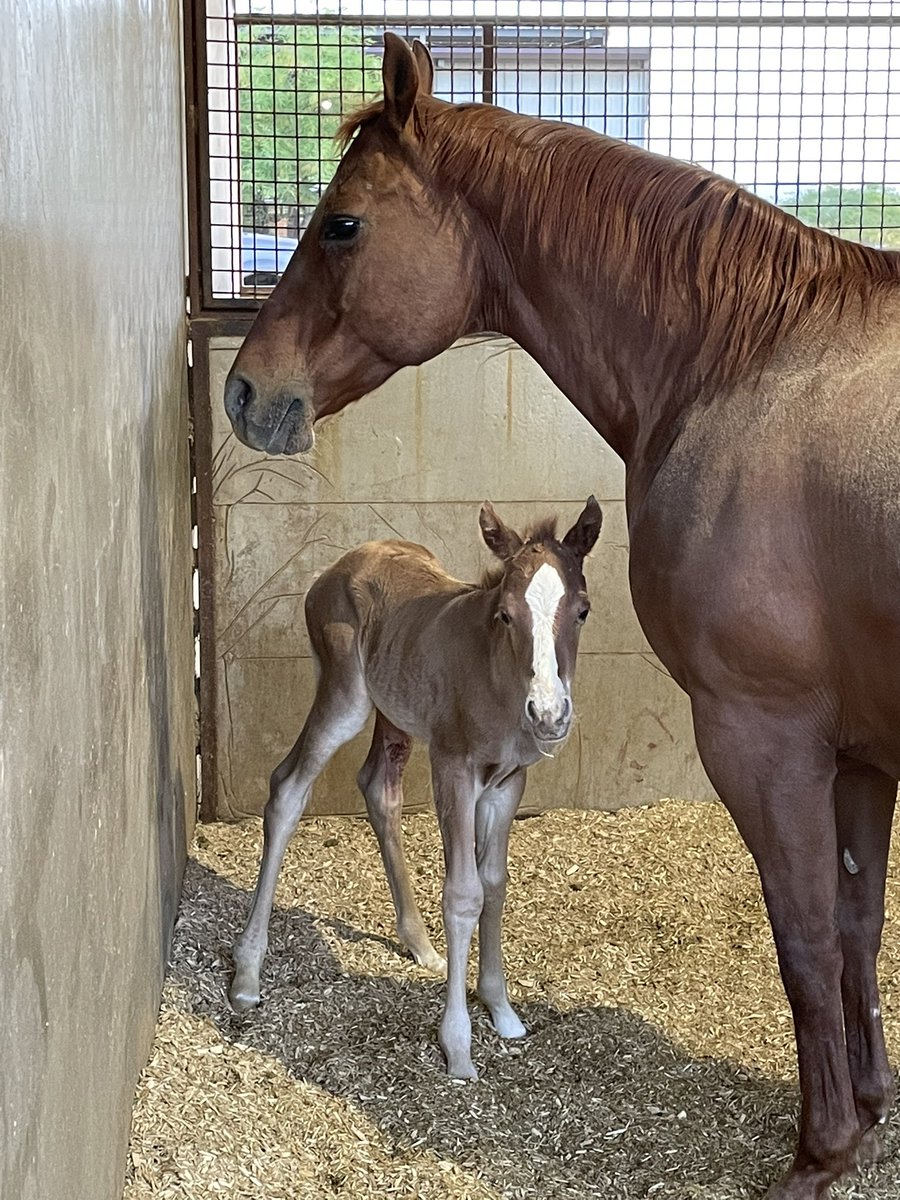 shandiinf's tweet photo. Can someone please explain to me how my mare with no white pretty much copy and pasted two sorrel filly’s with chrome back to back? Not to mention they’re by two completely different studs https://t.co/BjcUZgVlUN