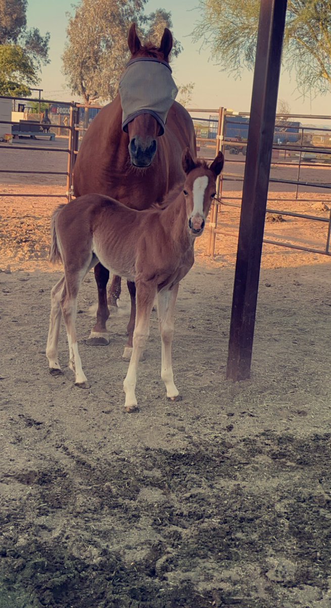 shandiinf's tweet photo. Can someone please explain to me how my mare with no white pretty much copy and pasted two sorrel filly’s with chrome back to back? Not to mention they’re by two completely different studs https://t.co/BjcUZgVlUN