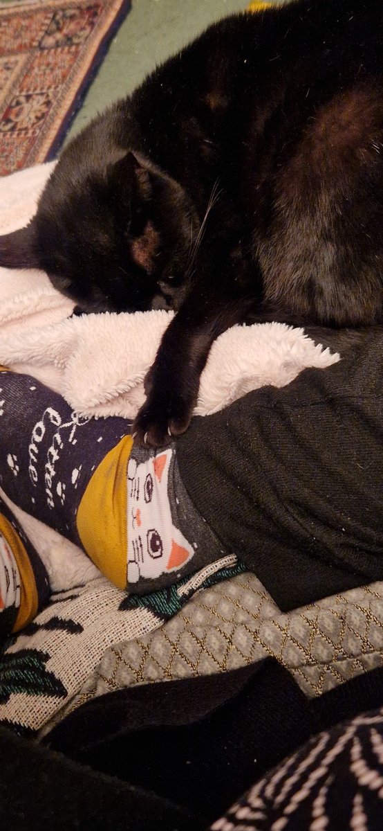 aka_layla's tweet photo. One false move and the kitty socks get it #comfykitty https://t.co/81EXBlGMcq