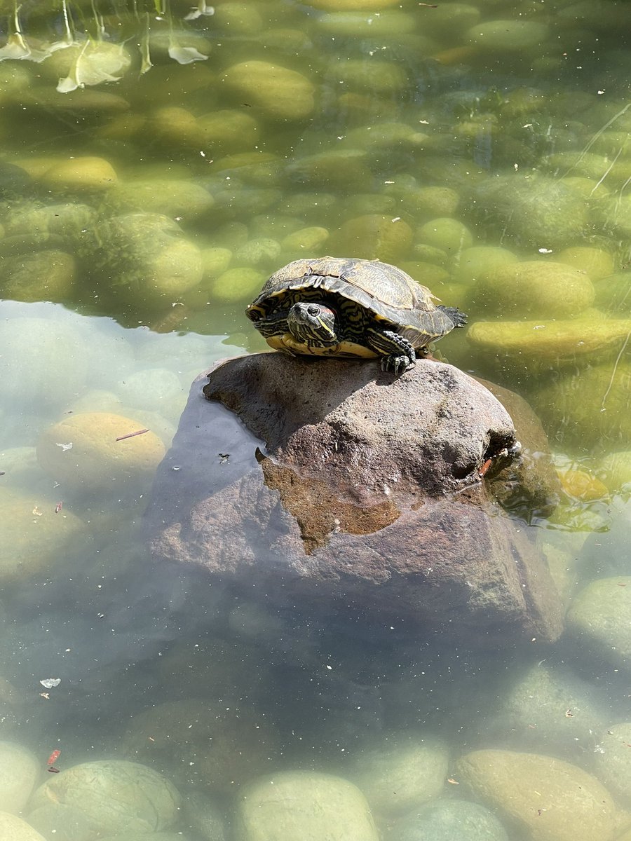motonori_shindo's tweet image. 有名な Cluster API 君。他のカメ達と一緒に。1番小さい子は新入りの Aria 君というらしい^ ^ #VMwareTurtles #ClusterAPI