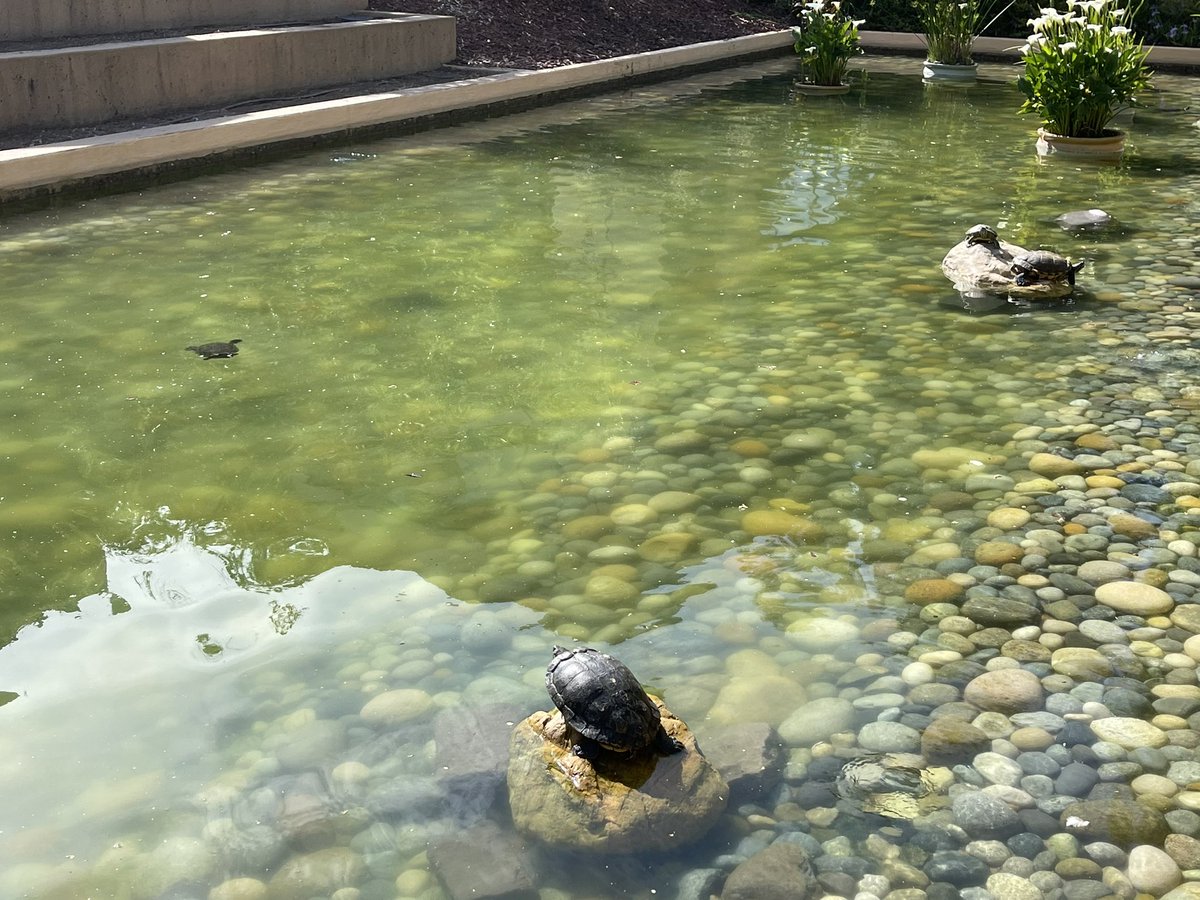 motonori_shindo's tweet image. 有名な Cluster API 君。他のカメ達と一緒に。1番小さい子は新入りの Aria 君というらしい^ ^ #VMwareTurtles #ClusterAPI