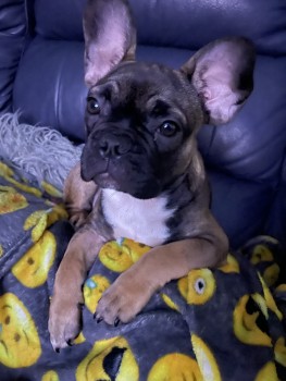 MissingPetsGB's tweet photo. 🐕 FERRERO #missing #FrenchBulldog from Kingsway, #Wellingborough #NN8 last seen Thursday 27th April 2023
She is chipped and has
Two White dots on the lower part of her head/back of neck. Please RT
https://t.co/UzlweF0rW7 https://t.co/7YQBf30Xuu