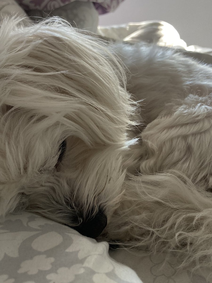 ainoa🦭 tweet media