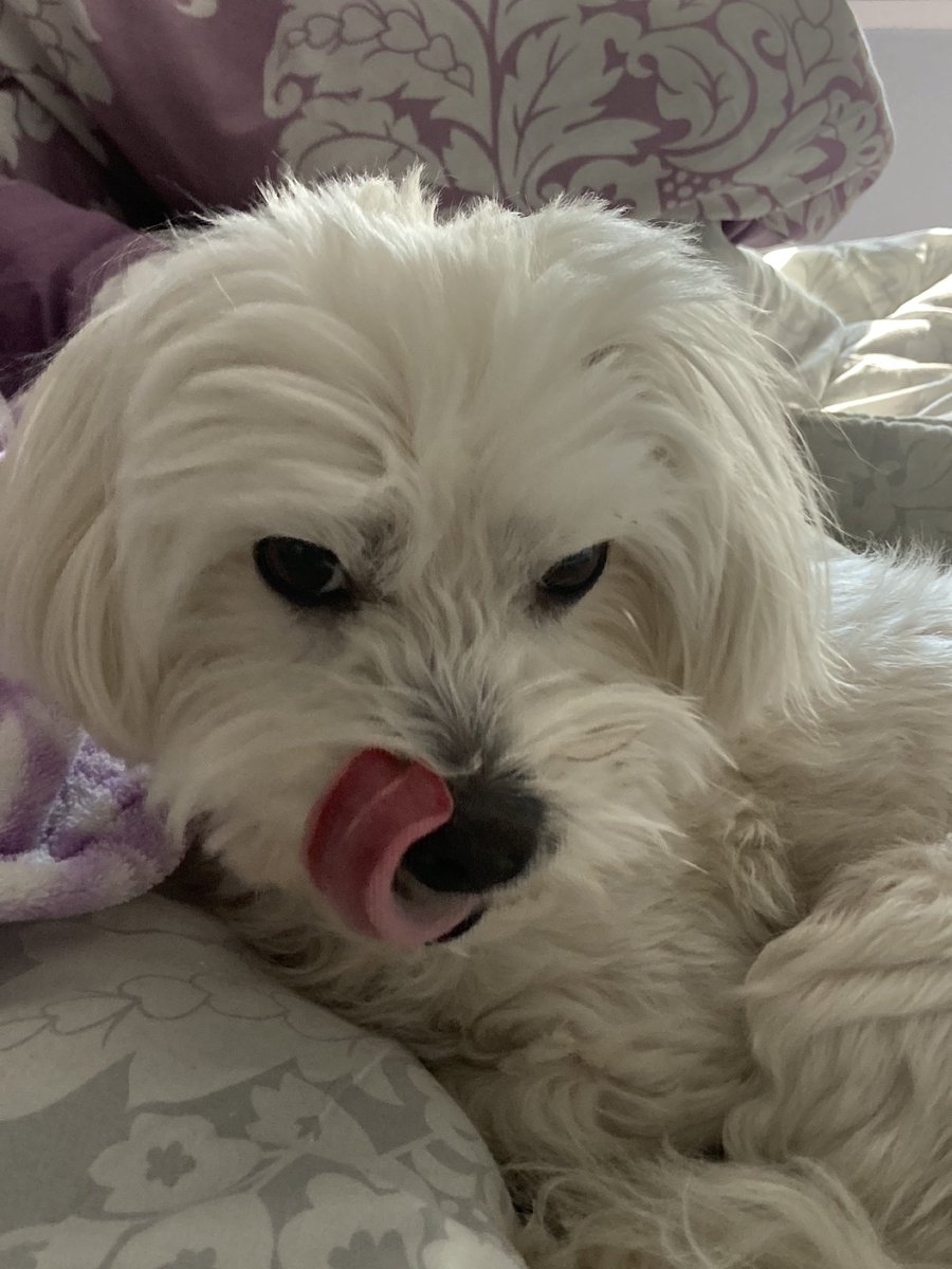 ainoa🦭 tweet media