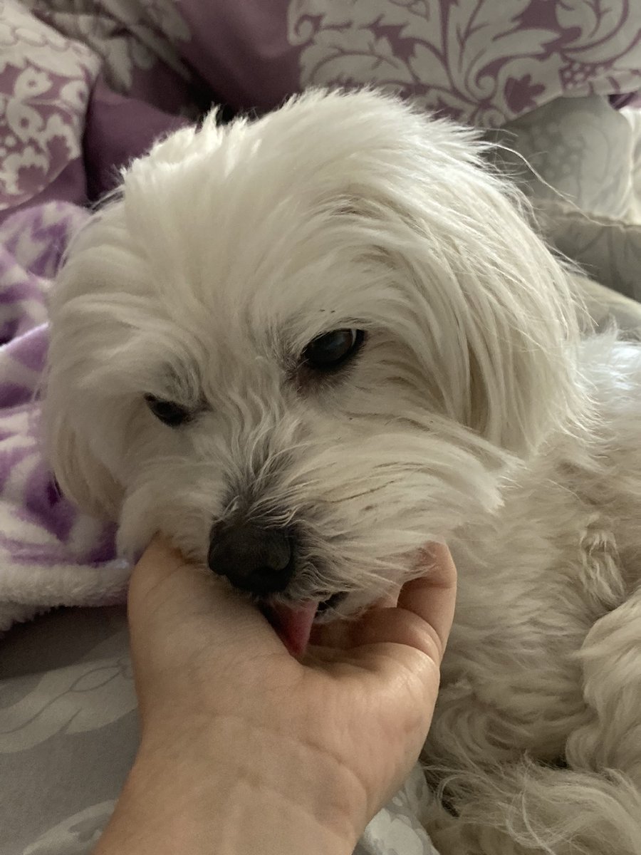 ainoa🦭 tweet media