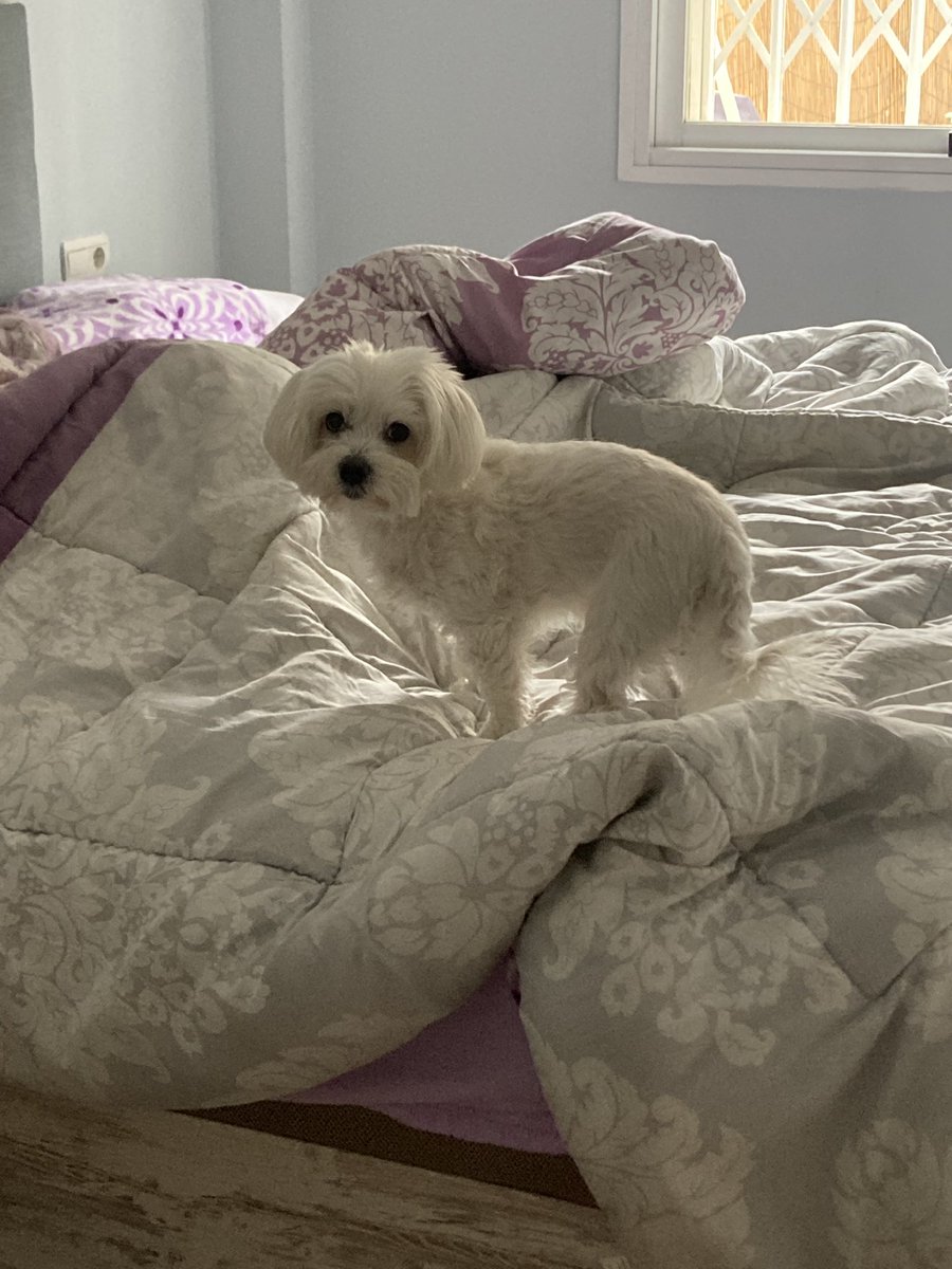 ainoa🦭 tweet media