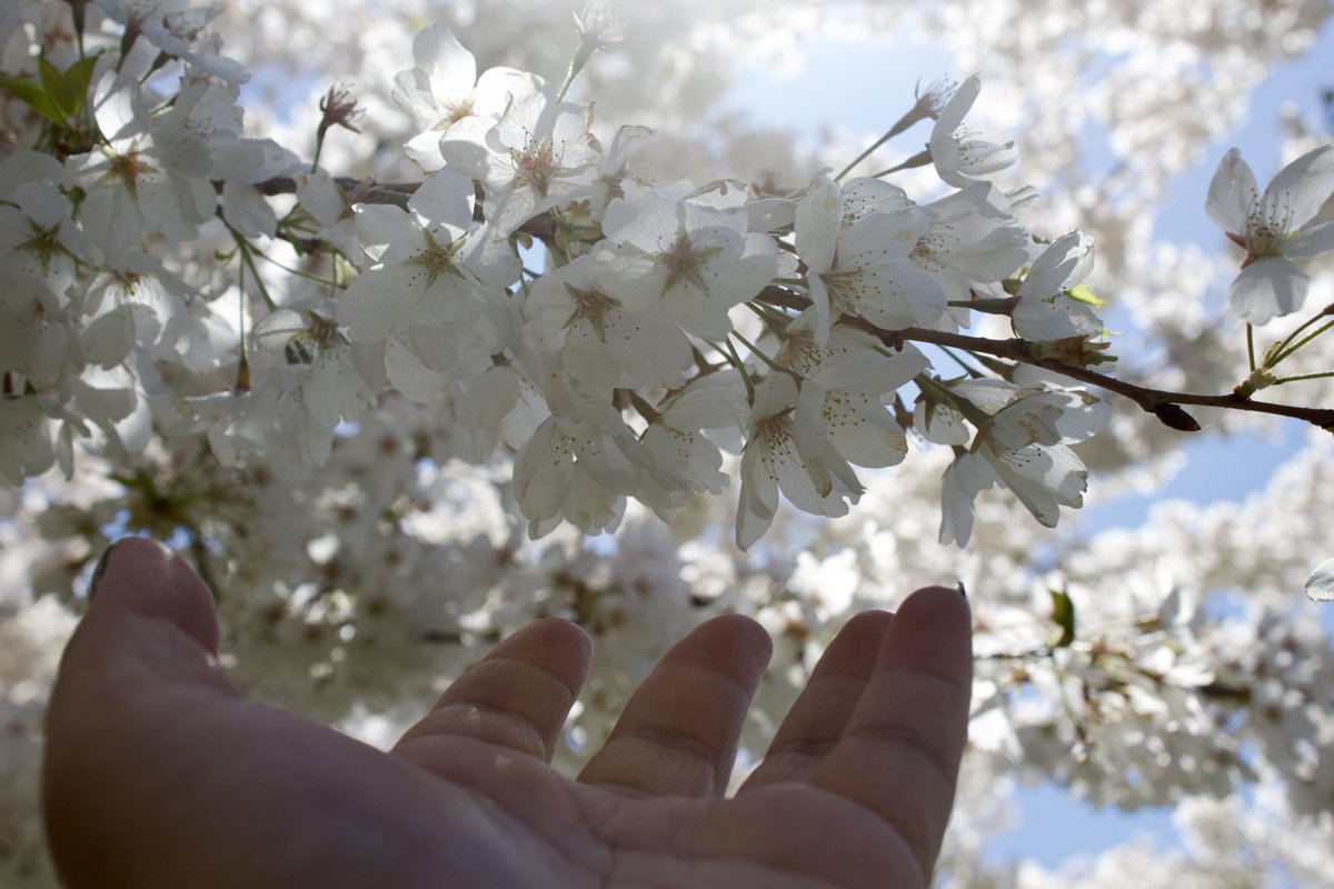 charlesimmies's tweet photo. Cherry blossom dump 🌸🌸🌸 https://t.co/3fqUFK8hbs