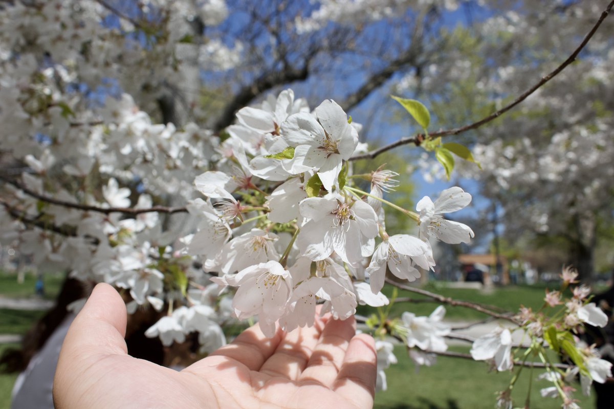 charlesimmies's tweet photo. Cherry blossom dump 🌸🌸🌸 https://t.co/3fqUFK8hbs