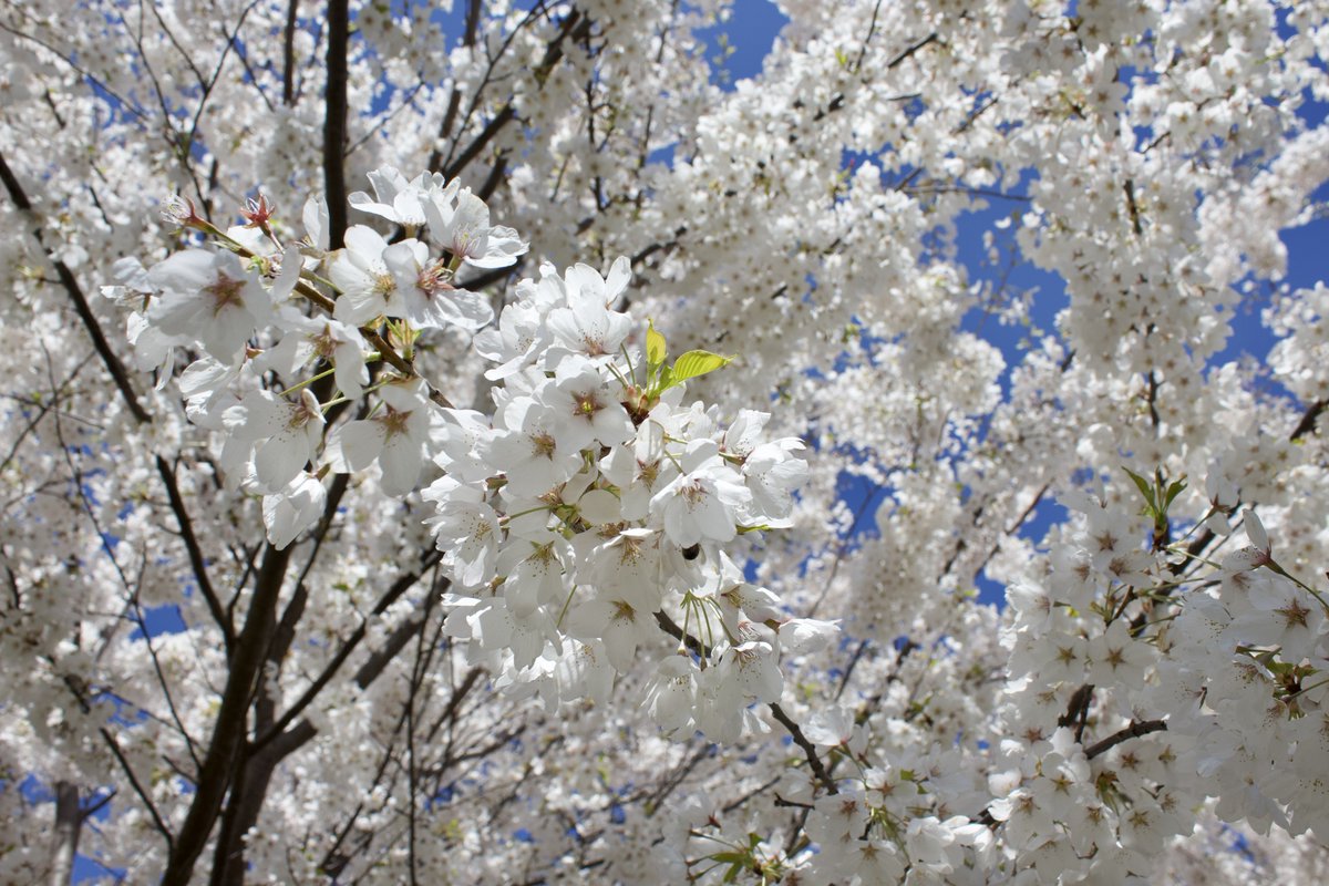 charlesimmies's tweet photo. Cherry blossom dump 🌸🌸🌸 https://t.co/3fqUFK8hbs