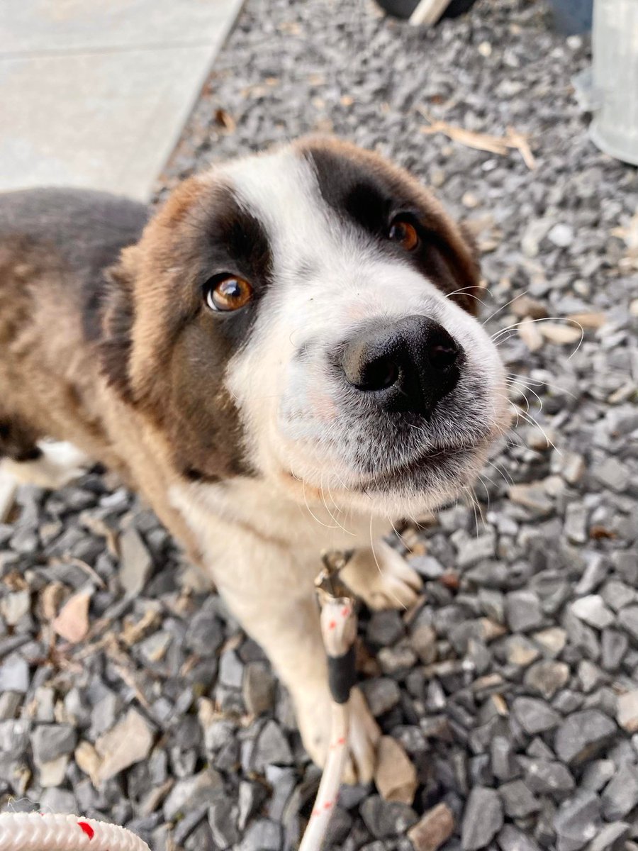 BOW_VALLEY_SPCA's tweet photo. My name is Theodore, or Theo for short.  I was found abandoned on the side of the highway with my littermates.  I wandered off from the group and was rescued from running around on the road, so as much as it makes me sad to be separated from them, I… https://t.co/7xkpo9o1fD https://t.co/sDhNWW9jlG