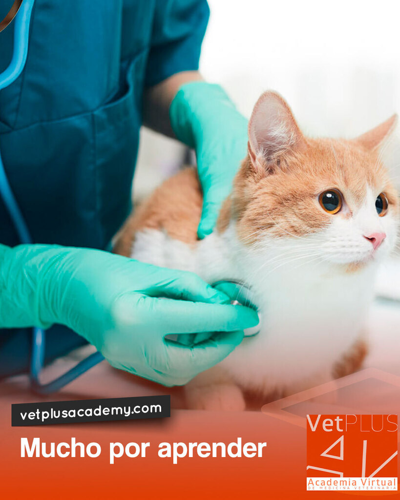 vetplusacademy's tweet photo. Matricúlate en uno de nuestros diplomados y asciende hasta perderte de vista. Nuestra visión es prepararte para el mundo laboral de HOY desde una plataforma virtual que te capacita con alcance global. 

Invierte en tu formación. Invierte en ti. No espere… https://t.co/qrWNLiO9TX https://t.co/wCvYXyZ9mz