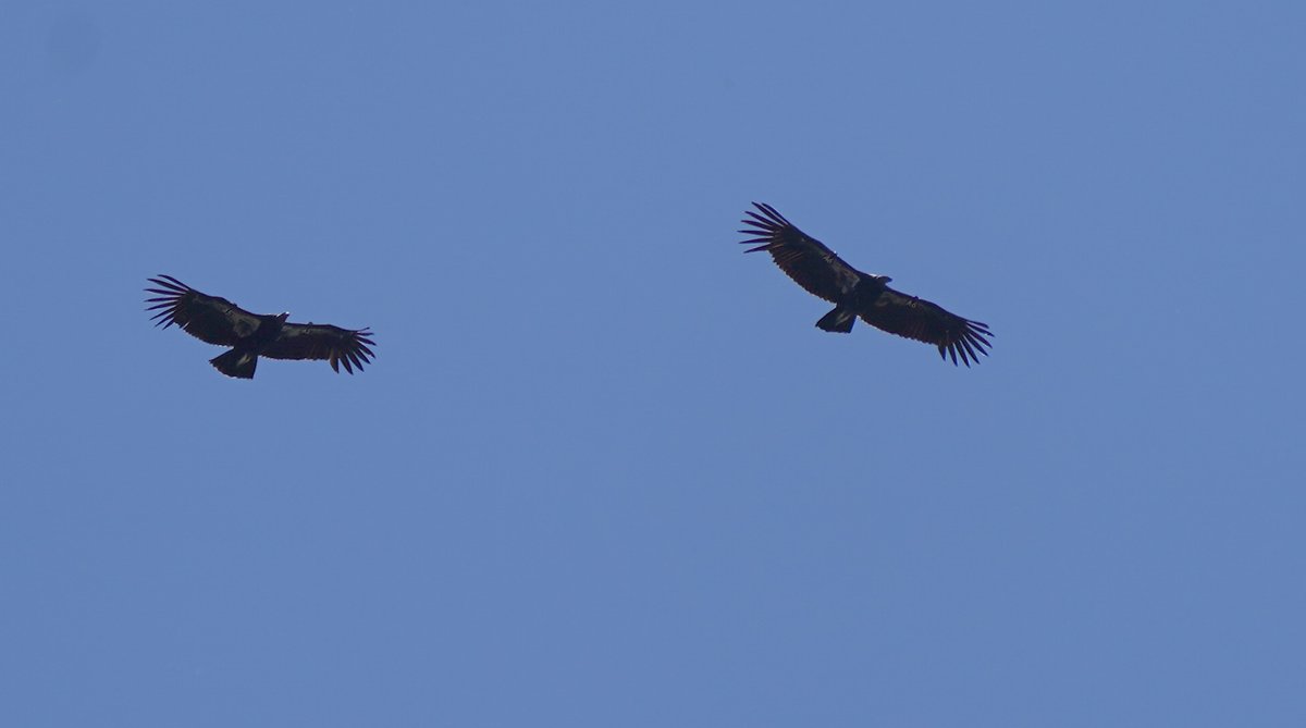 TheYurokTribe's tweet photo. Yesterday, condors A5 "Neee'n" &amp; A6 “Me-new-kwek' were seen soaring above Redwood Creek. A5 &amp; A6 are 2 of the 8 prey-go-neesh the Northern California Condor Restoration Program released last year. For more info https://t.co/8JFROaZzxy https://t.co/T8qhkXCzaE