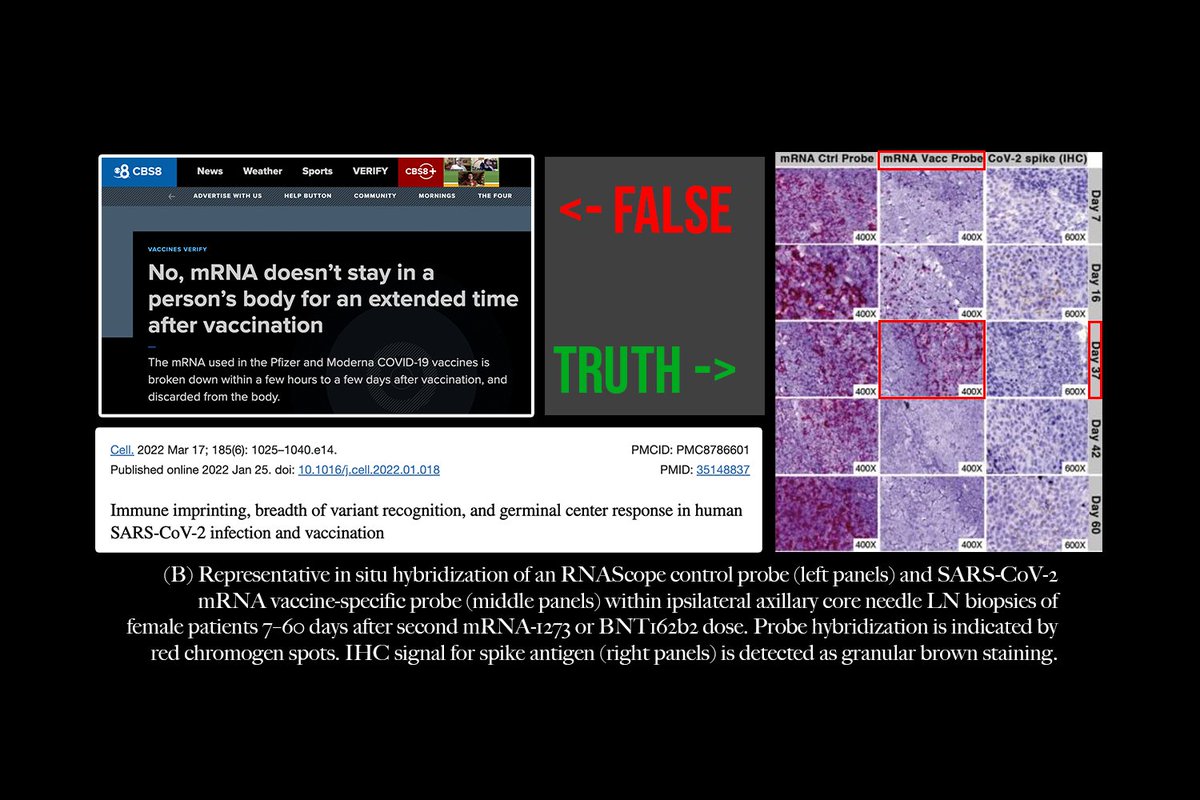 James T Hagen, PhD (@jtylerhagen) on Twitter photo Fact checking the fact checkers, AGAIN. Pulled from my music video (link below).
Claim: mRNA doesn't stay in a persons body for an extended time after vaccination.
Claimed by: Verifythis.com and <a href="/CBS8/">CBS 8 San Diego</a>
Tyler's fact check: False. Multiple studies show it remains for Fact checking the fact checkers, AGAIN. Pulled from my music video (link below).
Claim: mRNA doesn't stay in a persons body for an extended time after vaccination.
Claimed by: Verifythis.com and <a href="/CBS8/">CBS 8 San Diego</a>
Tyler's fact check: False. Multiple studies show it remains for