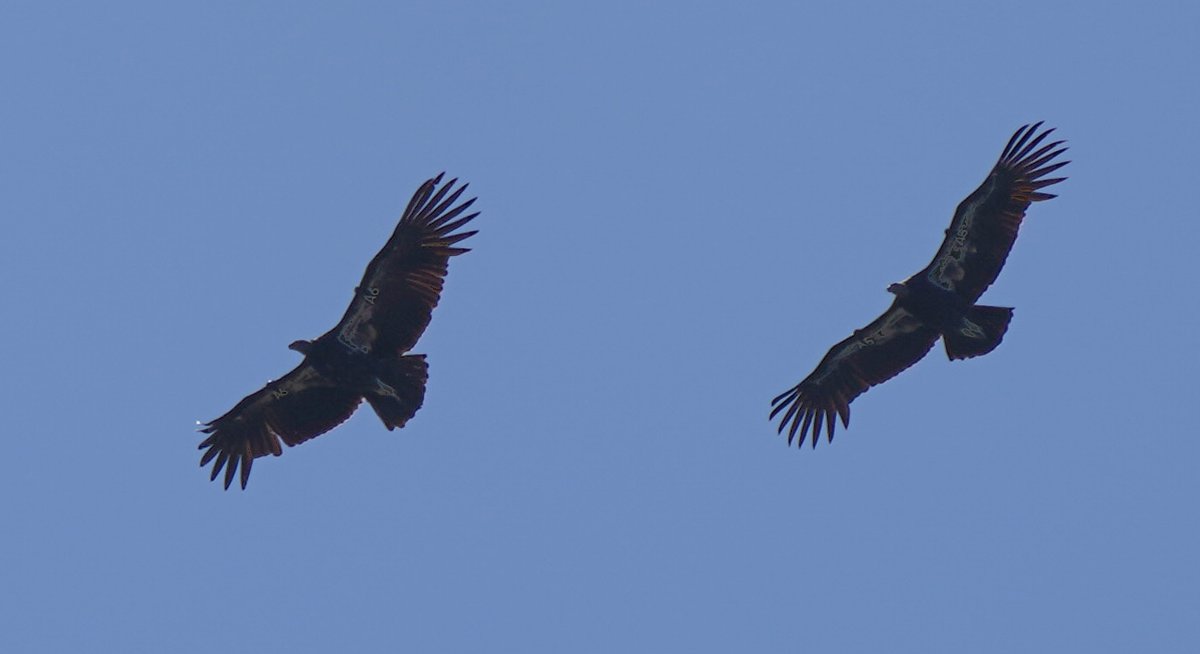 TheYurokTribe's tweet photo. Yesterday, condors A5 "Neee'n" &amp; A6 “Me-new-kwek' were seen soaring above Redwood Creek. A5 &amp; A6 are 2 of the 8 prey-go-neesh the Northern California Condor Restoration Program released last year. For more info https://t.co/8JFROaZzxy https://t.co/T8qhkXCzaE