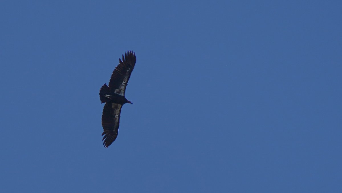 TheYurokTribe's tweet photo. Yesterday, condors A5 "Neee'n" &amp; A6 “Me-new-kwek' were seen soaring above Redwood Creek. A5 &amp; A6 are 2 of the 8 prey-go-neesh the Northern California Condor Restoration Program released last year. For more info https://t.co/8JFROaZzxy https://t.co/T8qhkXCzaE