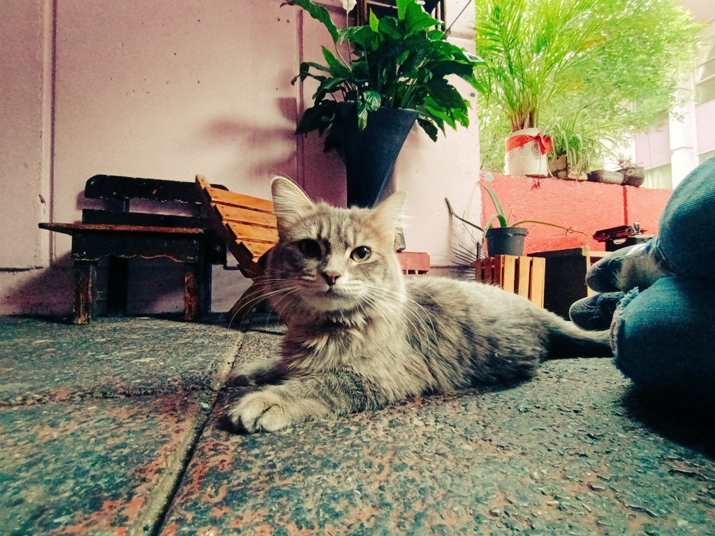 angiesash's tweet photo. @KatLaMaat Misha le envía vibras gatunas para que se recupere pronto. Abrazo https://t.co/olaecqa0go