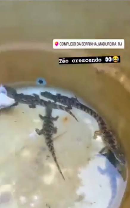pauloap's tweet photo. Olha aí Luísa Mell, mais um caso de filhotes pra você denunciar também 

Vai fazer a denúncia? https://t.co/an2ibxhgqU